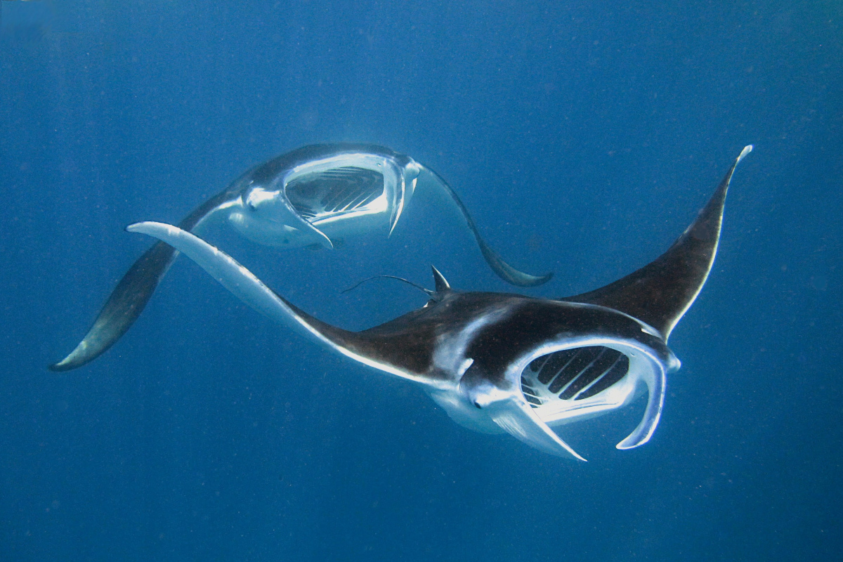 Mantas, beim Schnorcheln fotografiert
