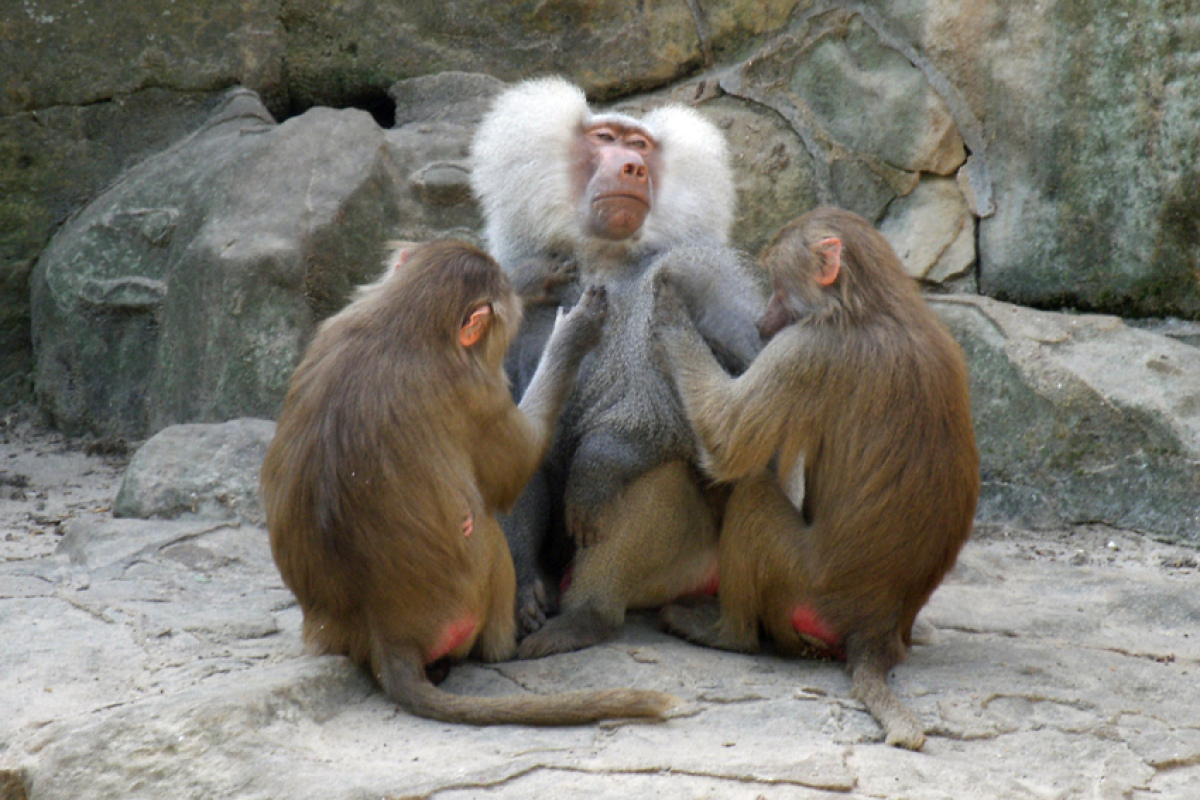 Mantelpaviane im Berliner Zoo