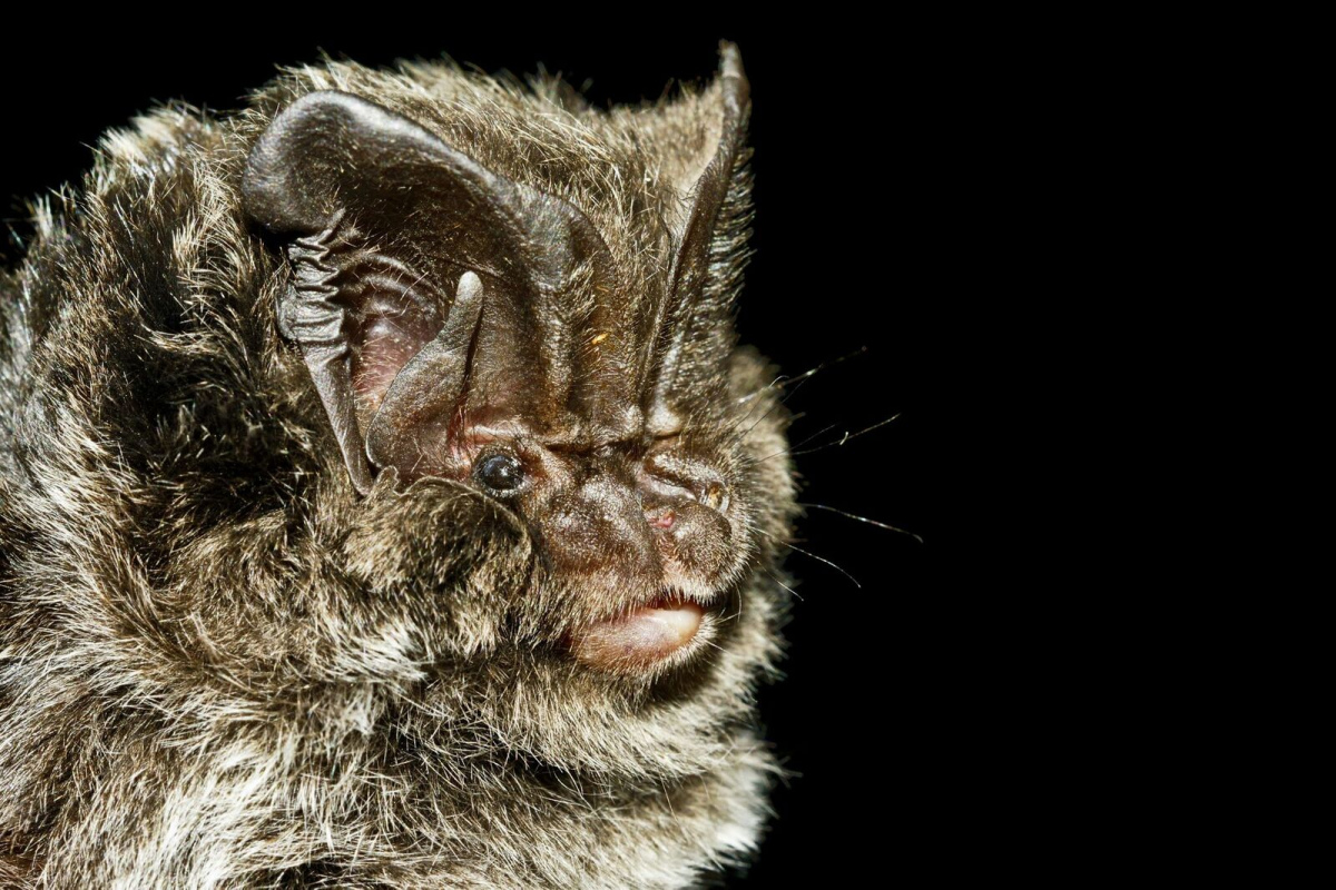 Mopsfledermaus