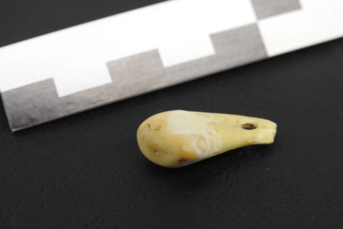 Durchbohrter Hirschzahn aus der Denisova-Höhle in Südsibirien.
