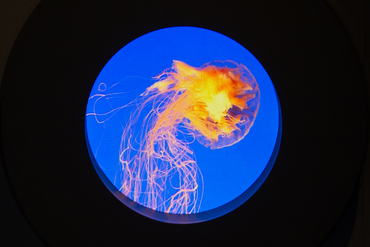 In der Ausstellung