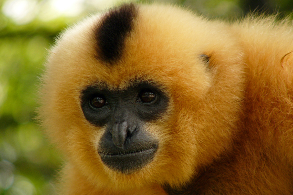 Gibbon 