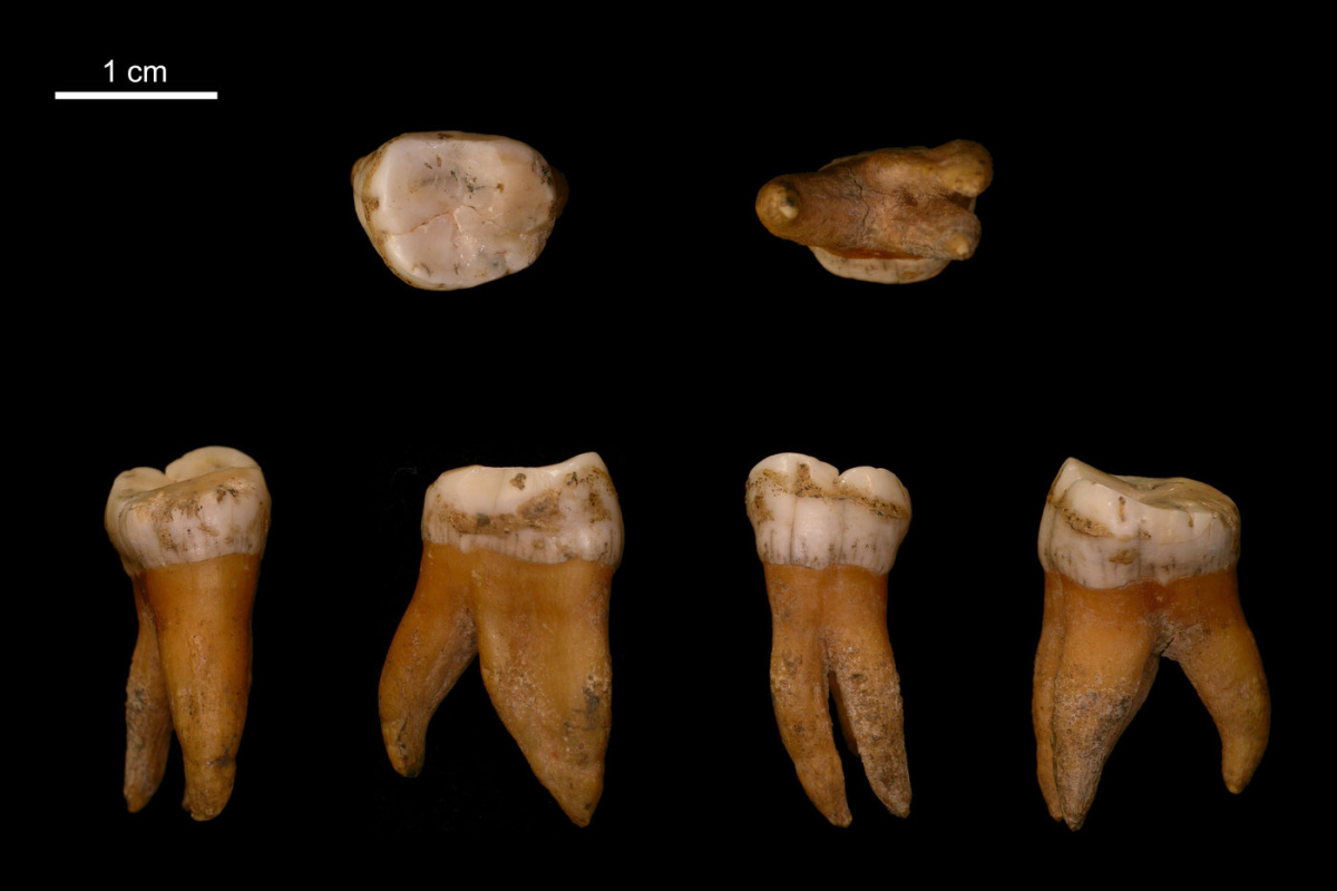 Großer Backenzahn aus dem Oberkiefer eines Neandertalers aus Spy in Belgien.