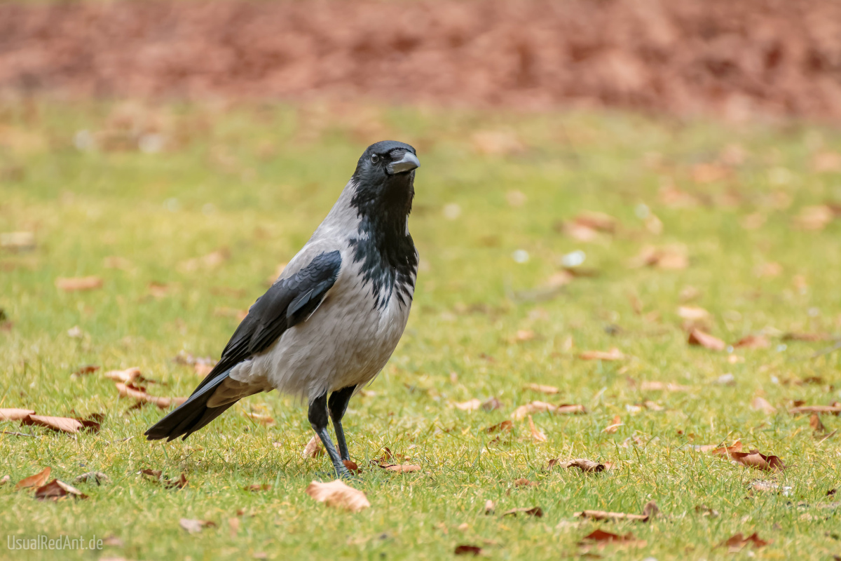 Nebelkrähe (Corvus cornix)