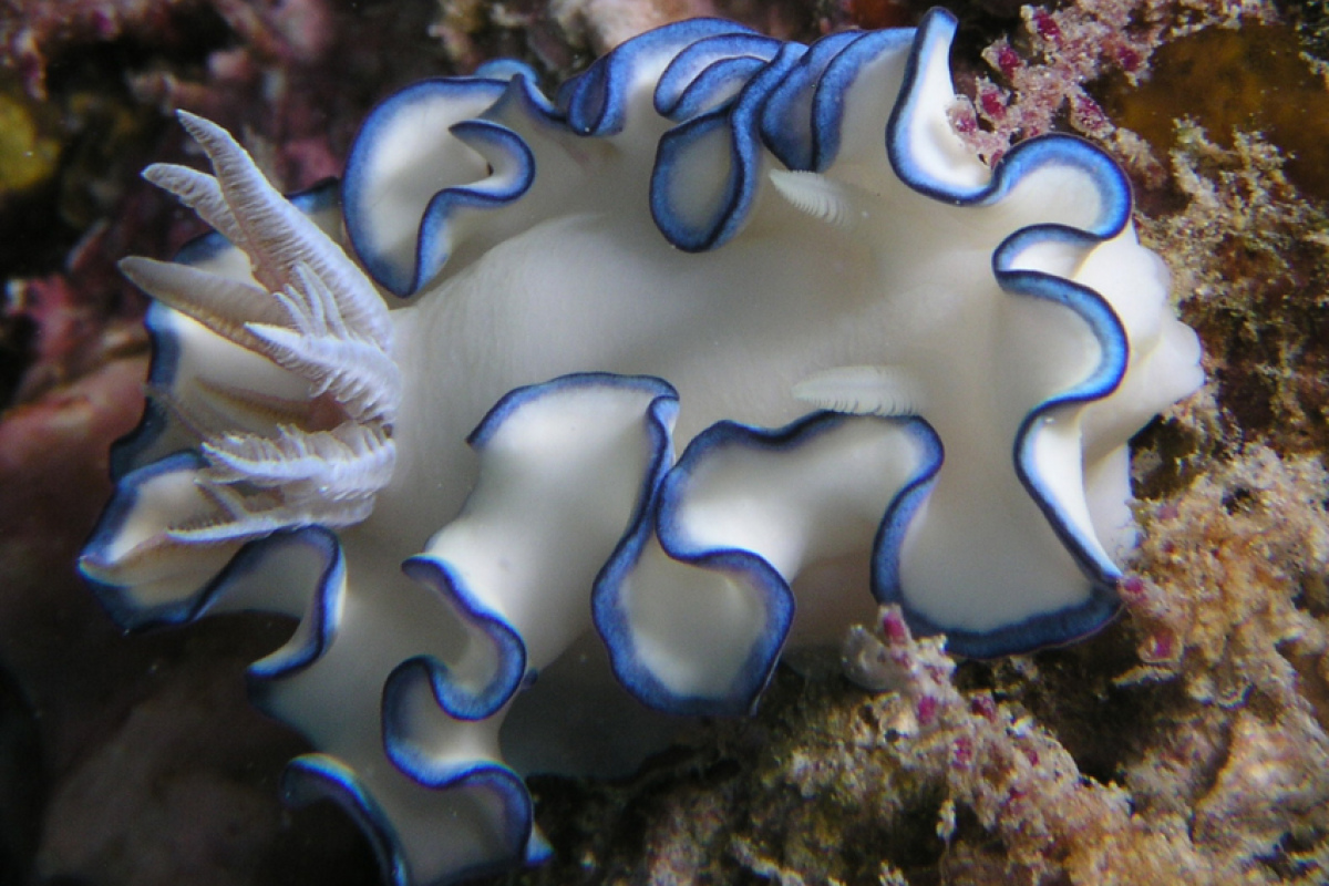 Noch unbeschriebene Sternschnecke im Roten Meer