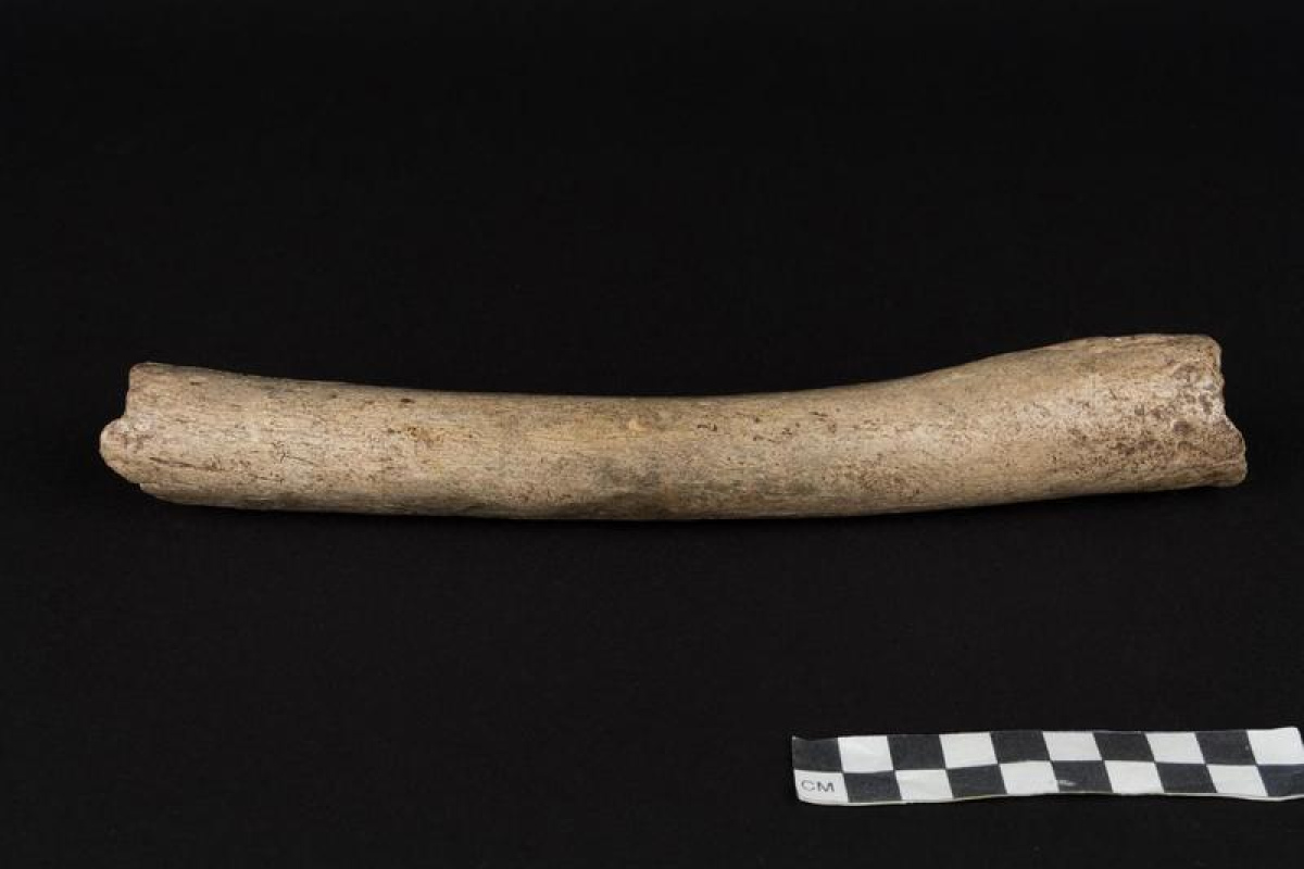 Dieser Oberschenkelknochen eines Neandertalers lieferte den Hinweis, dass unter dessen Vorfahren Urmenschen aus Afrika gewesen sein dürften, die eng mit modernen Menschen verwandt waren.