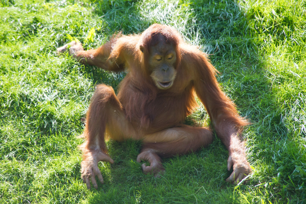 Junger Orang-Utan im Leipziger Zoo