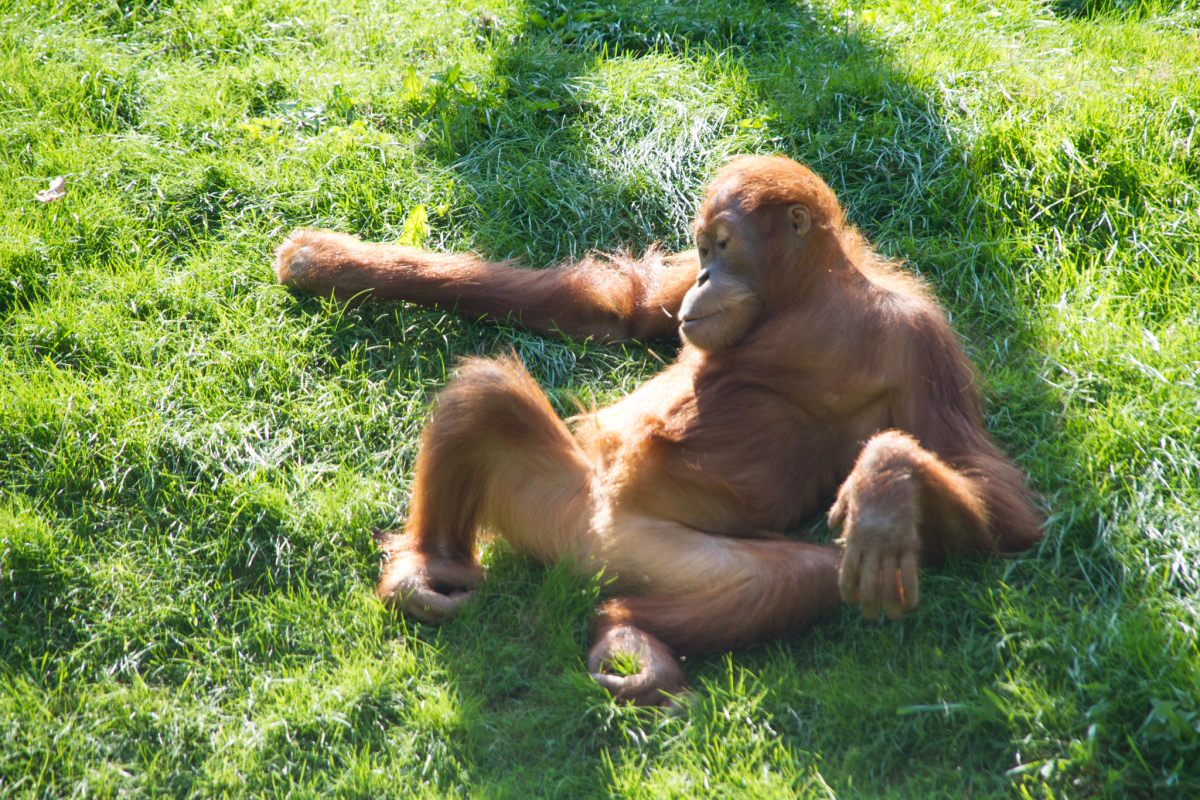 junger Orang Utan