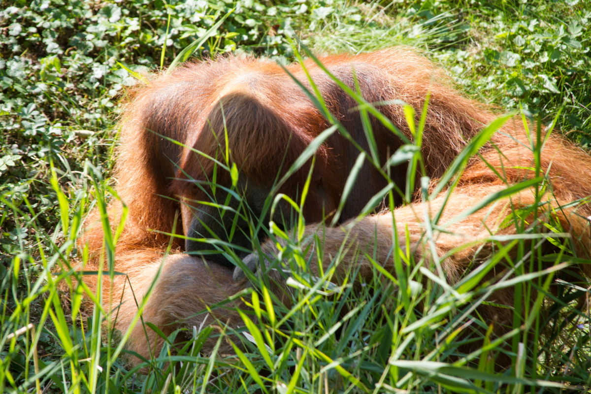 Orang Utan