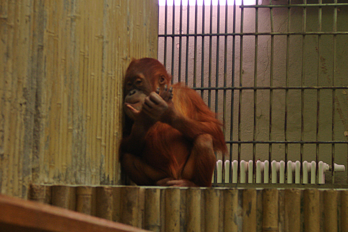 Tödliche Langeweile im Dresdener Zoo