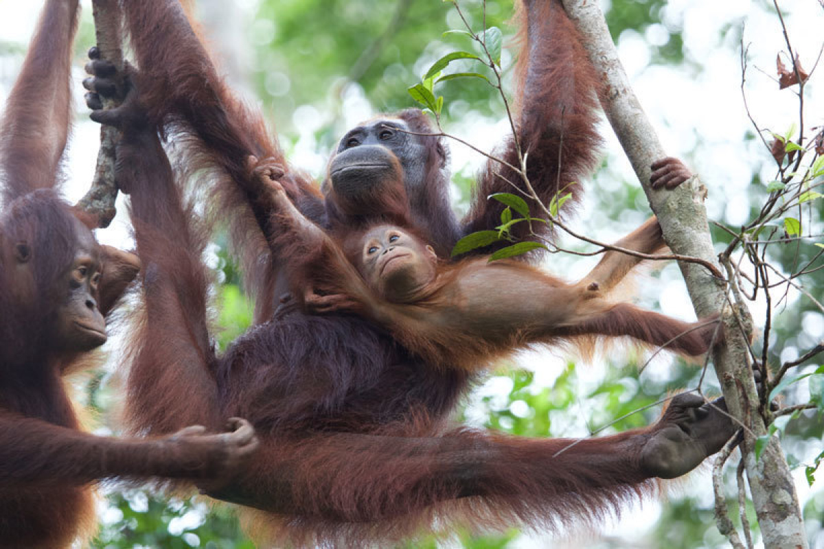 Orang-Utans im Camp Leakey tragen ein "Gen-Cocktail" in sich, der in freier Wildbahn unter normalen Umständen nicht vorkommen würde. 