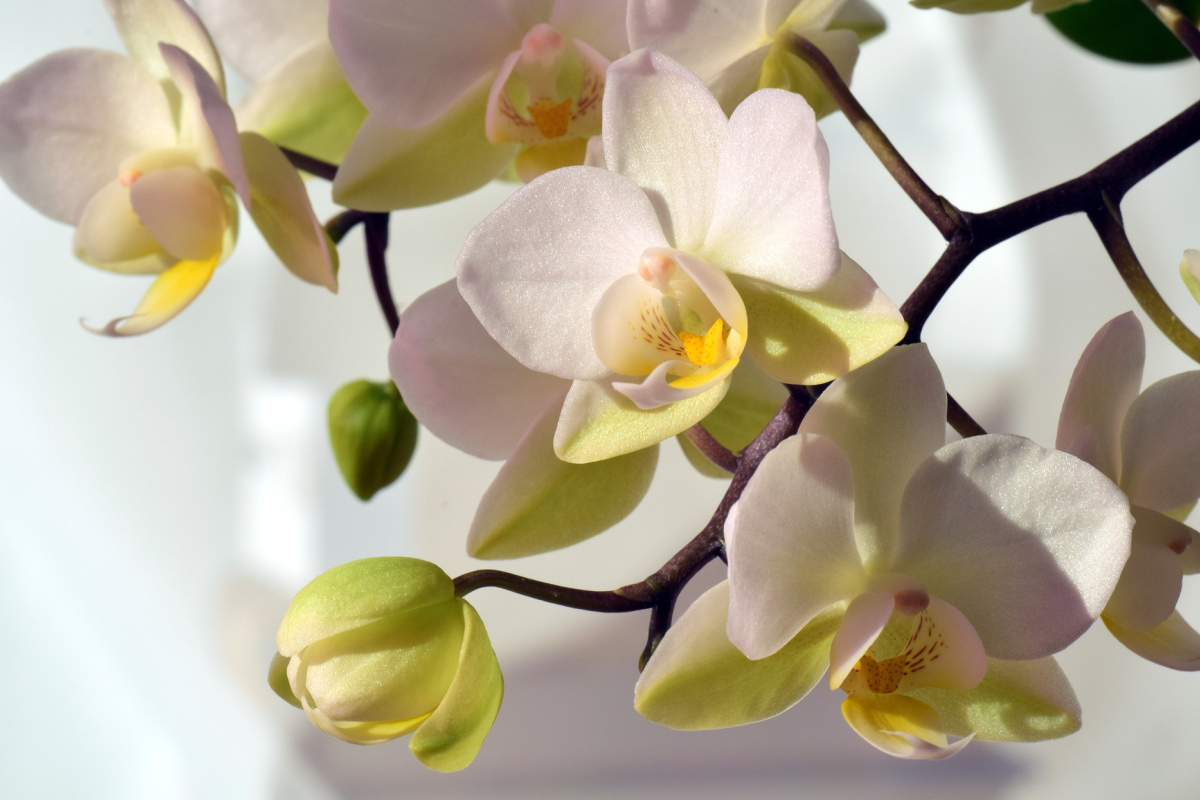 Weiße Orchidee