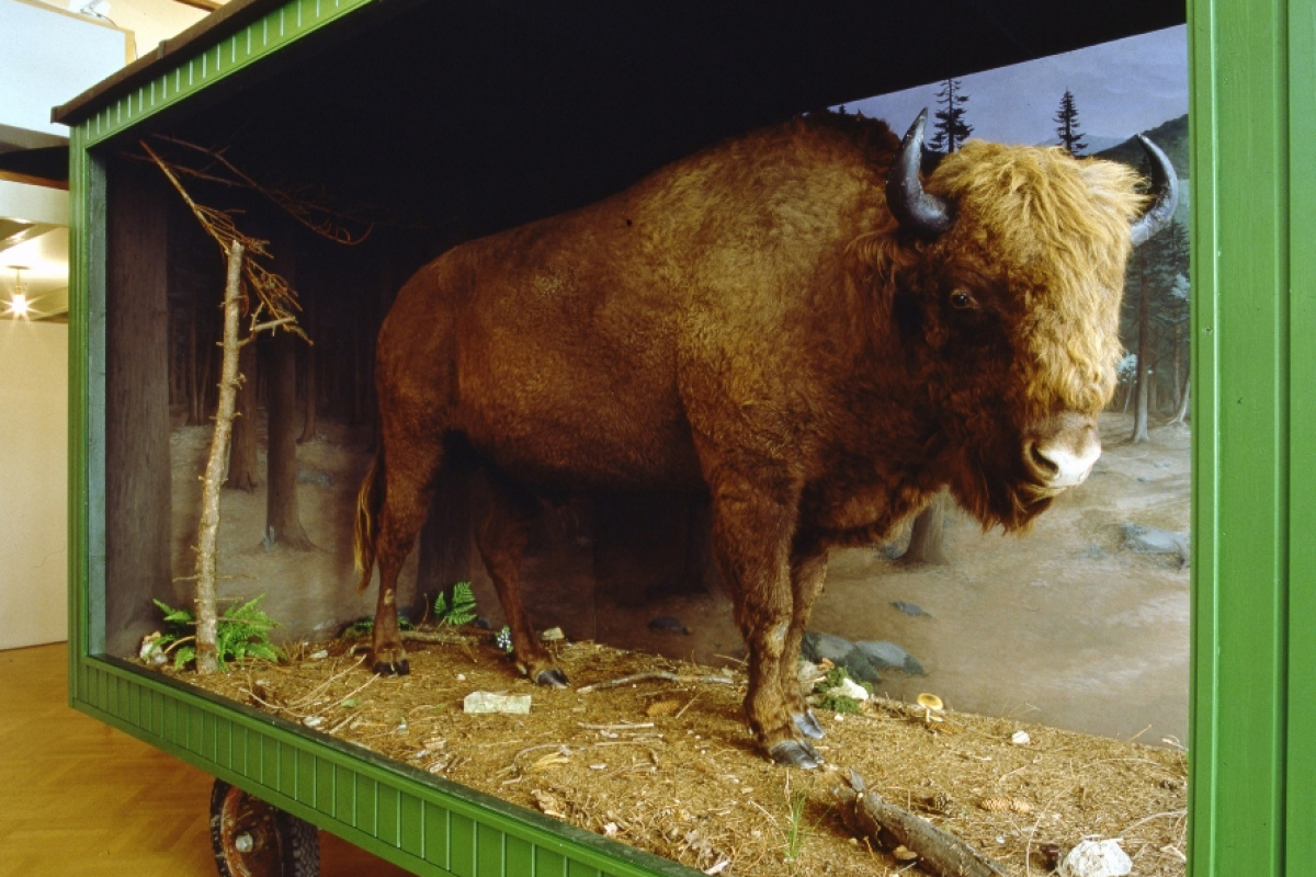 Park Mobil Wildnis 2001