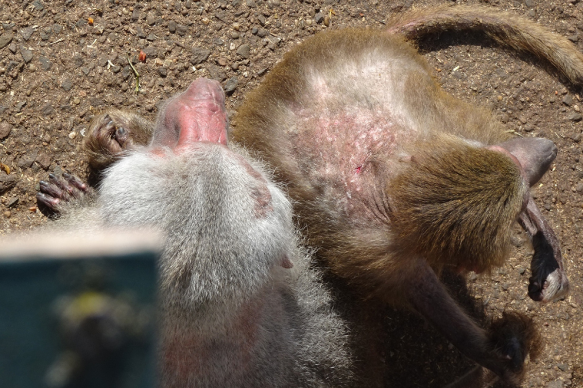 Pavian mit Bisswunden im Zoo Neunkirchen
