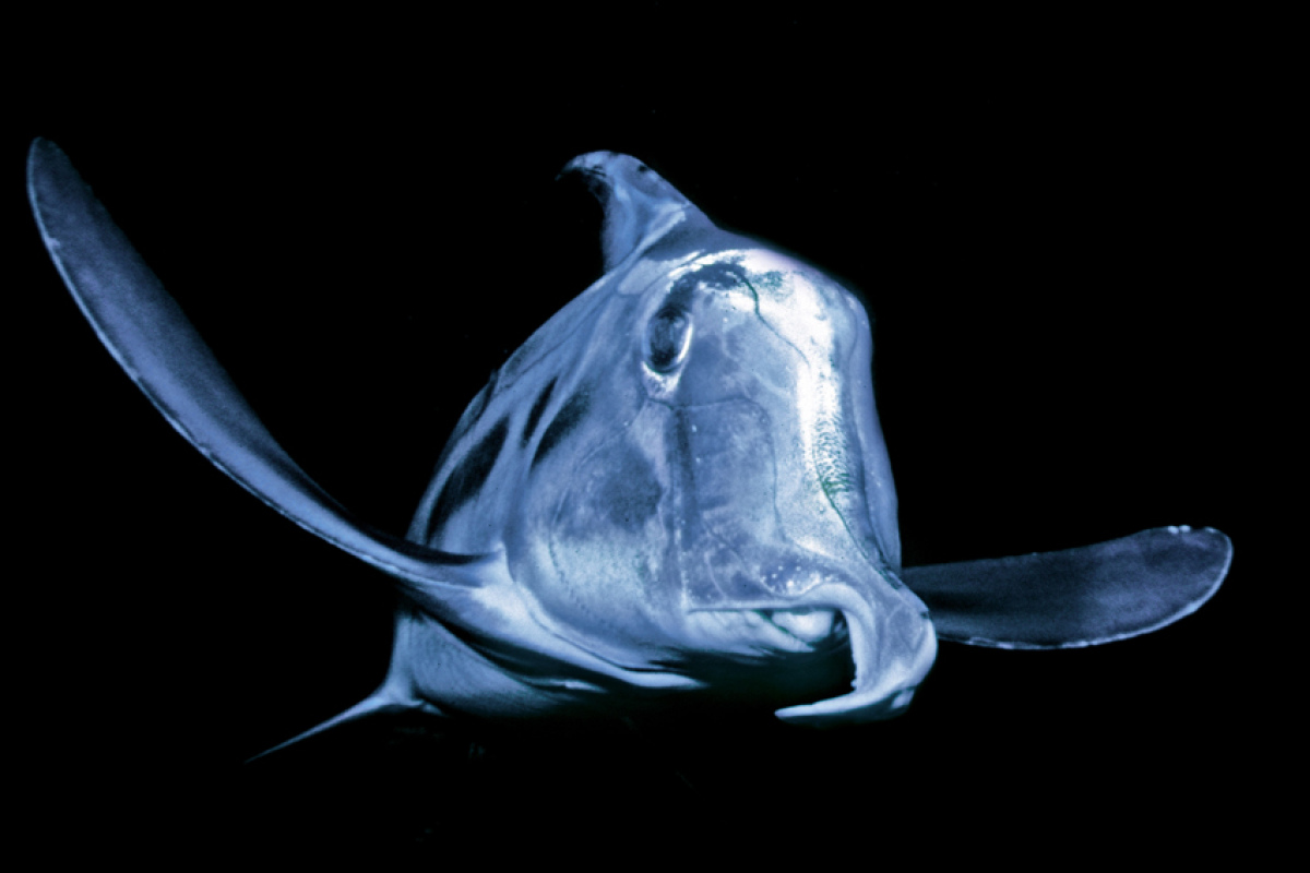 Pflugnasen (chimaere callorhinchus milii), Australien