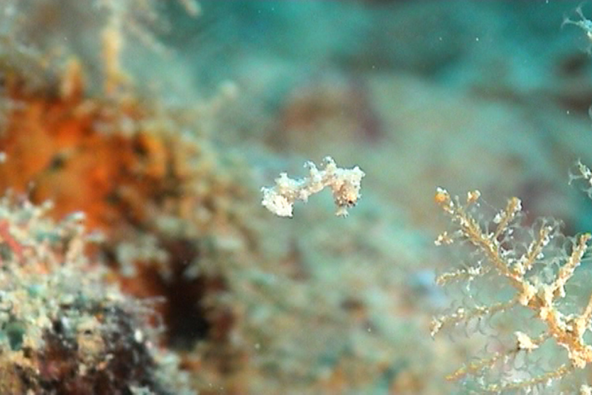 Pygmäenseepferd, H. debelius, hier etwa 1.5 cm, paßt sich farblich an eine Hydrozoe an