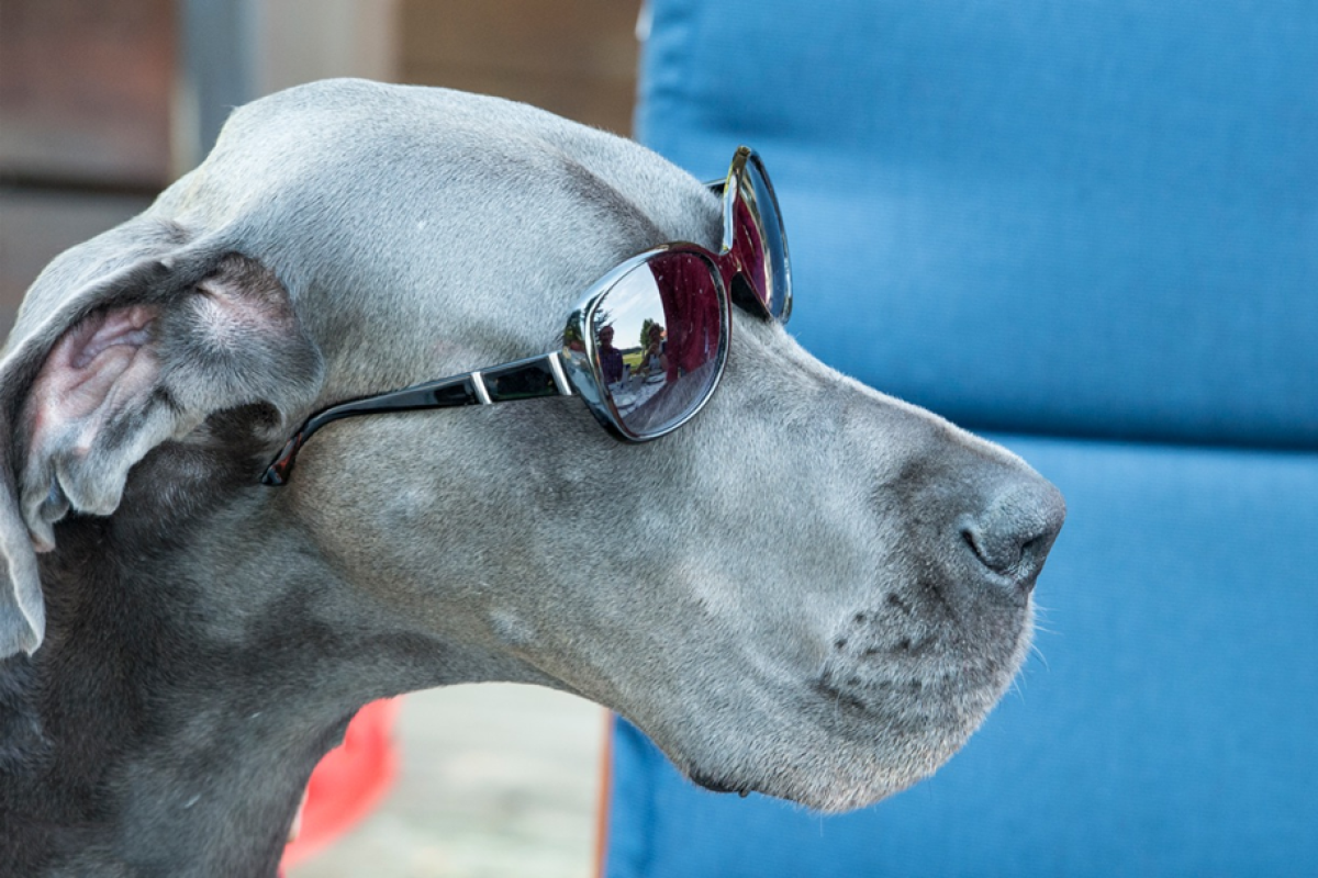 Doggenhündin "Rida" während der Hundstage