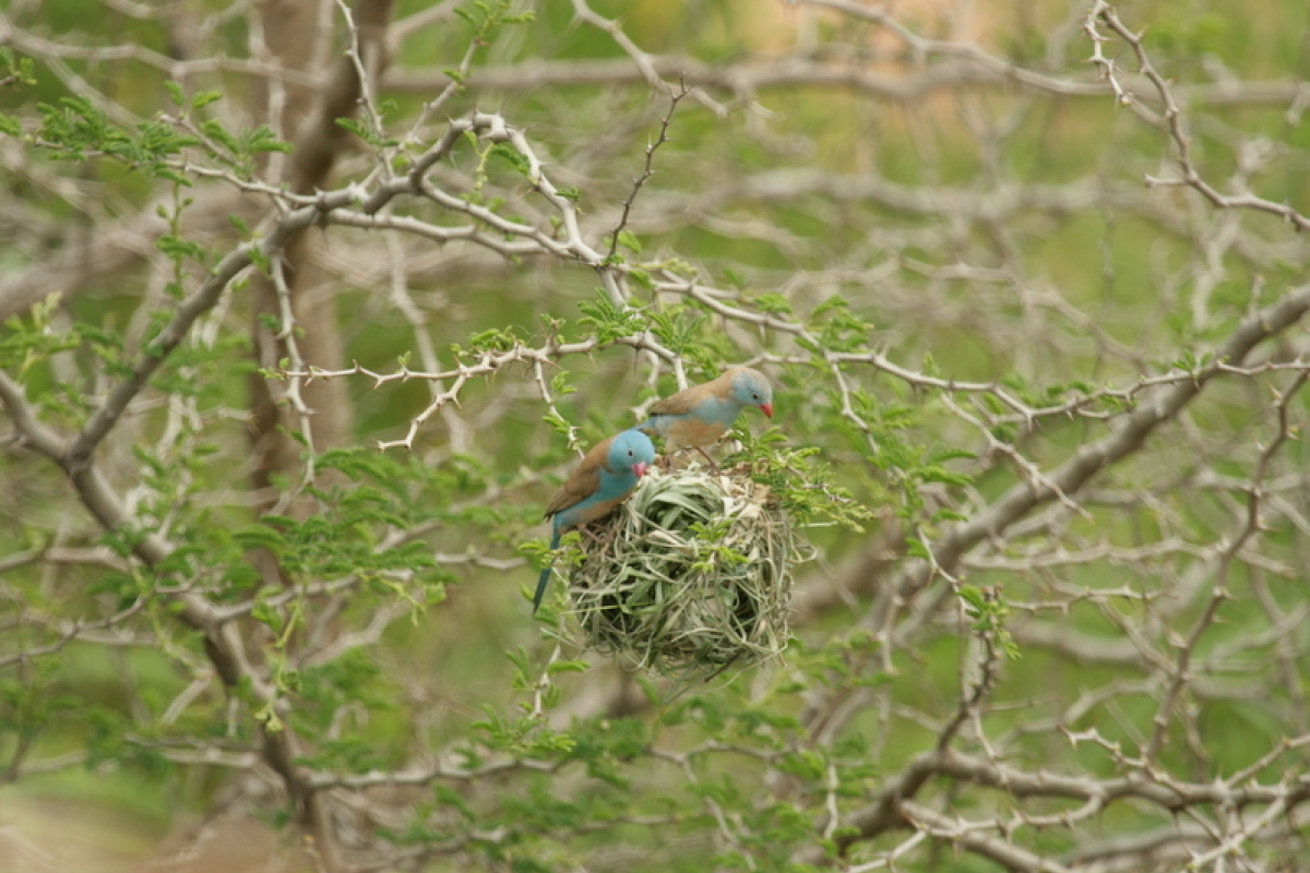 Blaukappen-Schmetterlingsfinken (Uraeginthus cyanocephalus) inspizieren das Nest eines Jackson-Webers (Ploceus jacksoni).