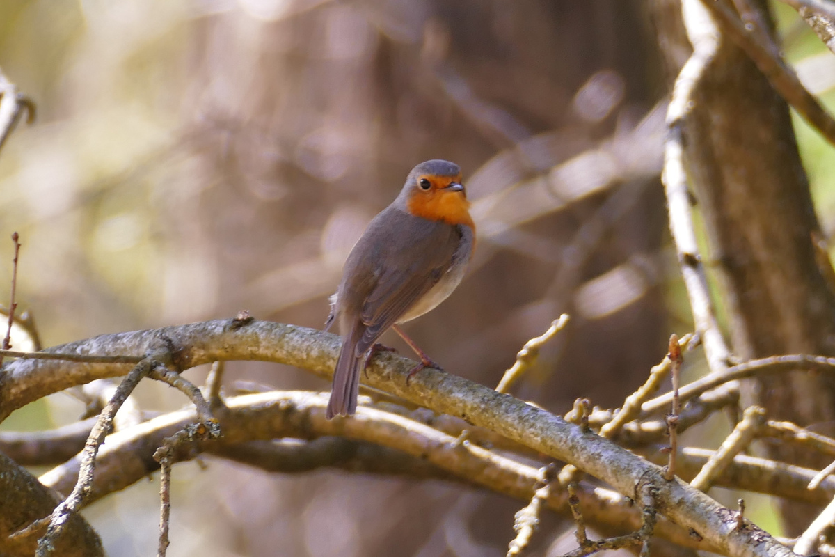 Rotkehlchen (Erithacus rubecula)