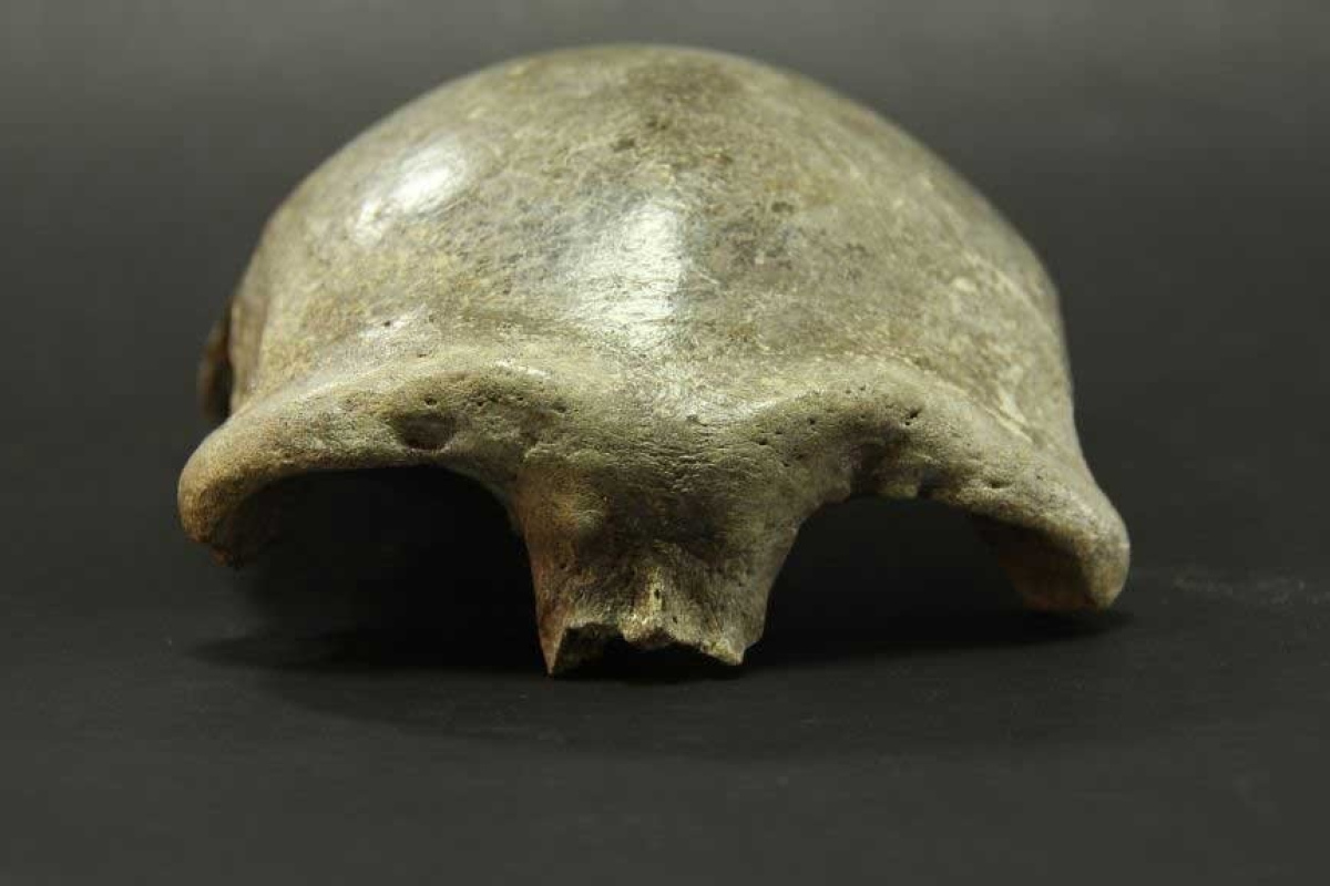 34.000 Jahre alte Schädeldecke