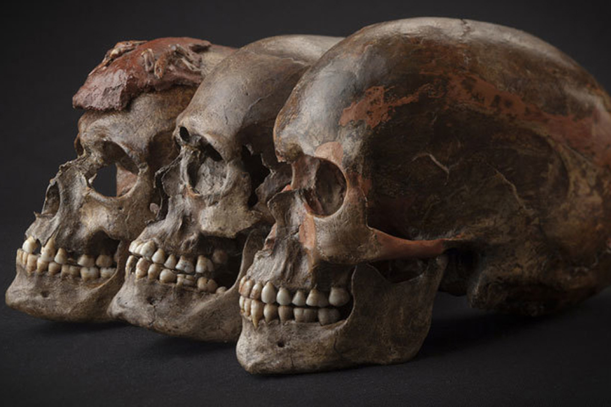 Drei ca. 31.000 Jahre alte Schädel aus Dolni Věstonice im heutigen Tschechien.