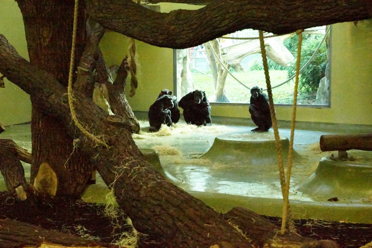Schimpansengehege im Berliner Zoo