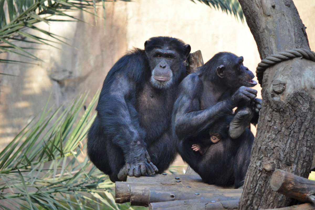Schimpansengruppe im Wolfgang-Köhler-Primatenforschungszentrum im Zoo Leipzig.