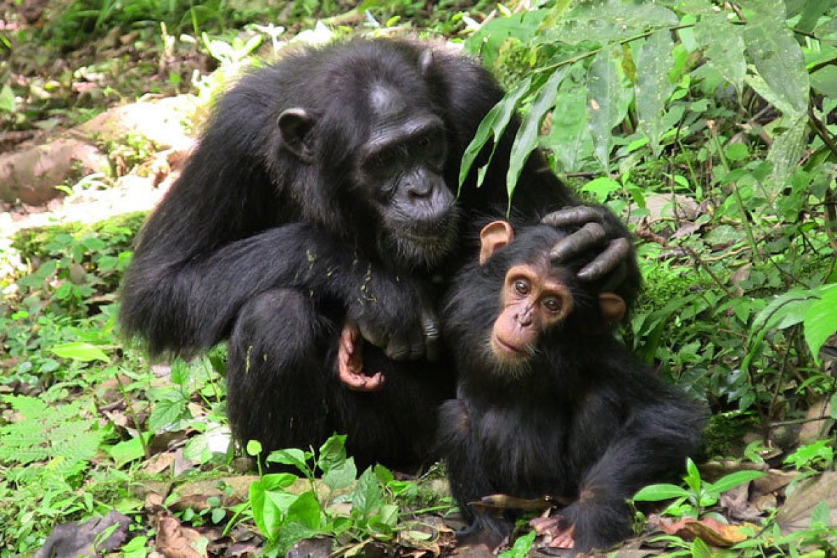 Schimpansenmutter mit ihrem Jungen. Die Tiere verbringen viel Zeit mit ausgedehnten Verhandlungen.