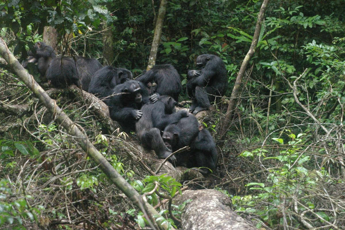 Schimpansen im Tai-Nationalpark. 