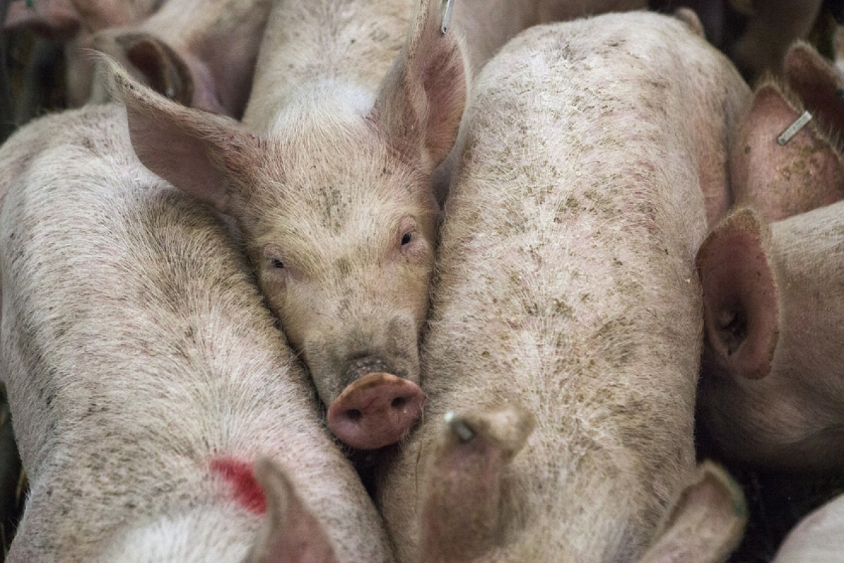 Empfindsame Tiere: Schweine