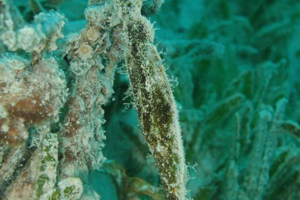 Seegras-Geisterpfeifenfisch Solenostomus cyanopterus im Roten Meer