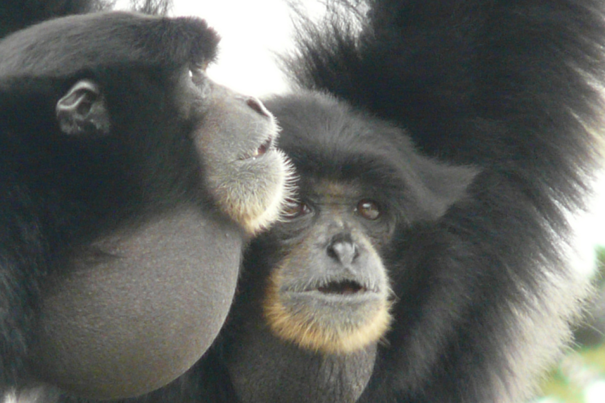 Singende Gibbons