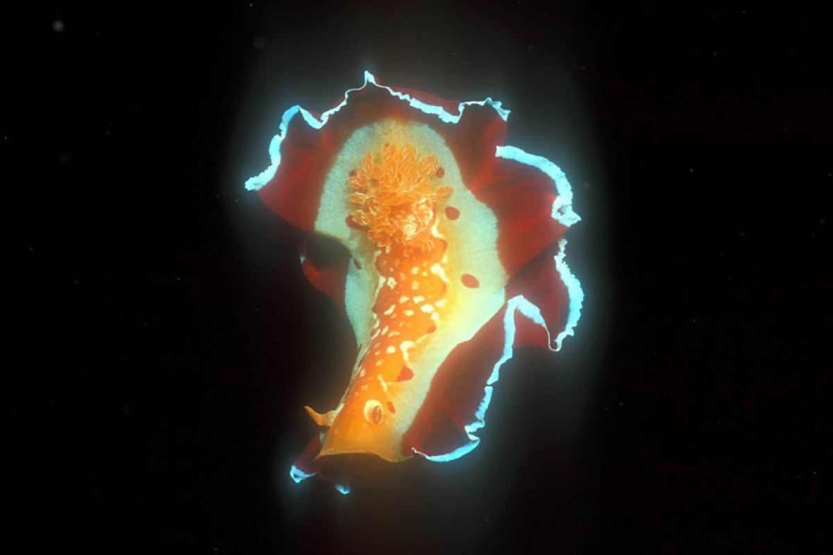 Spanische Tänzerin schwimmend