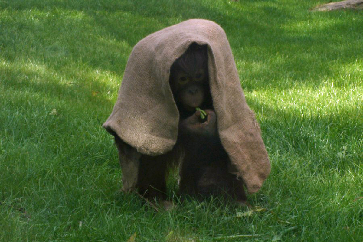 Spielt sie Verstecken oder schmückt sie sich - heranwachsende Orang-Dame Zoo Berlin 