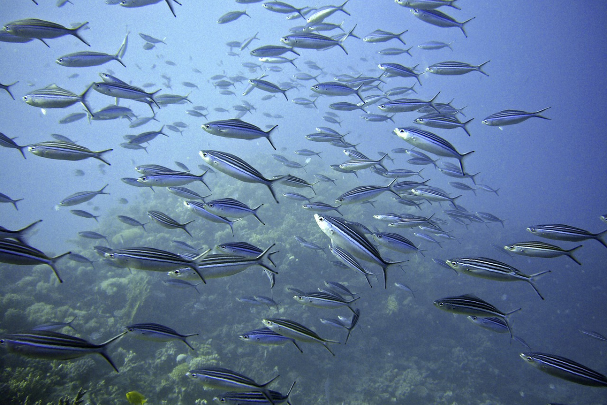 Fischschwarm