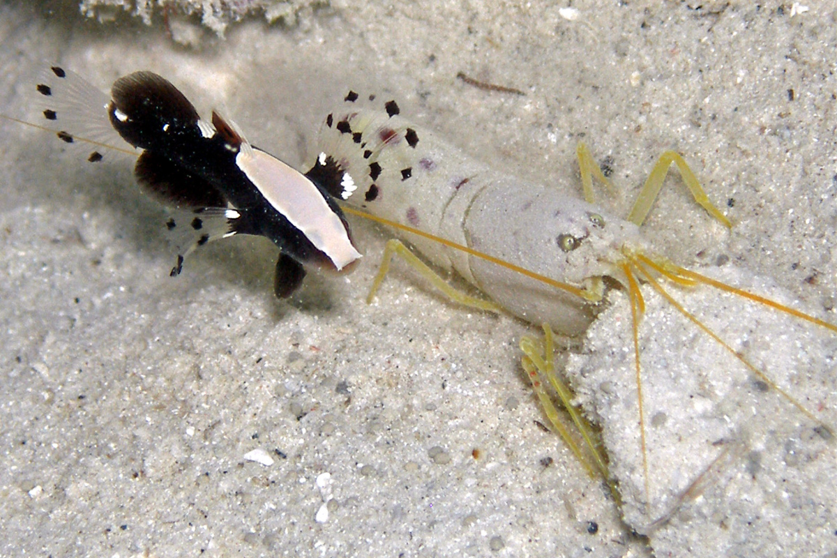 Symbiose - Grundel Lotilia graciosa lebt mit Knallkrebs Alpheus  in Höhle zusammen