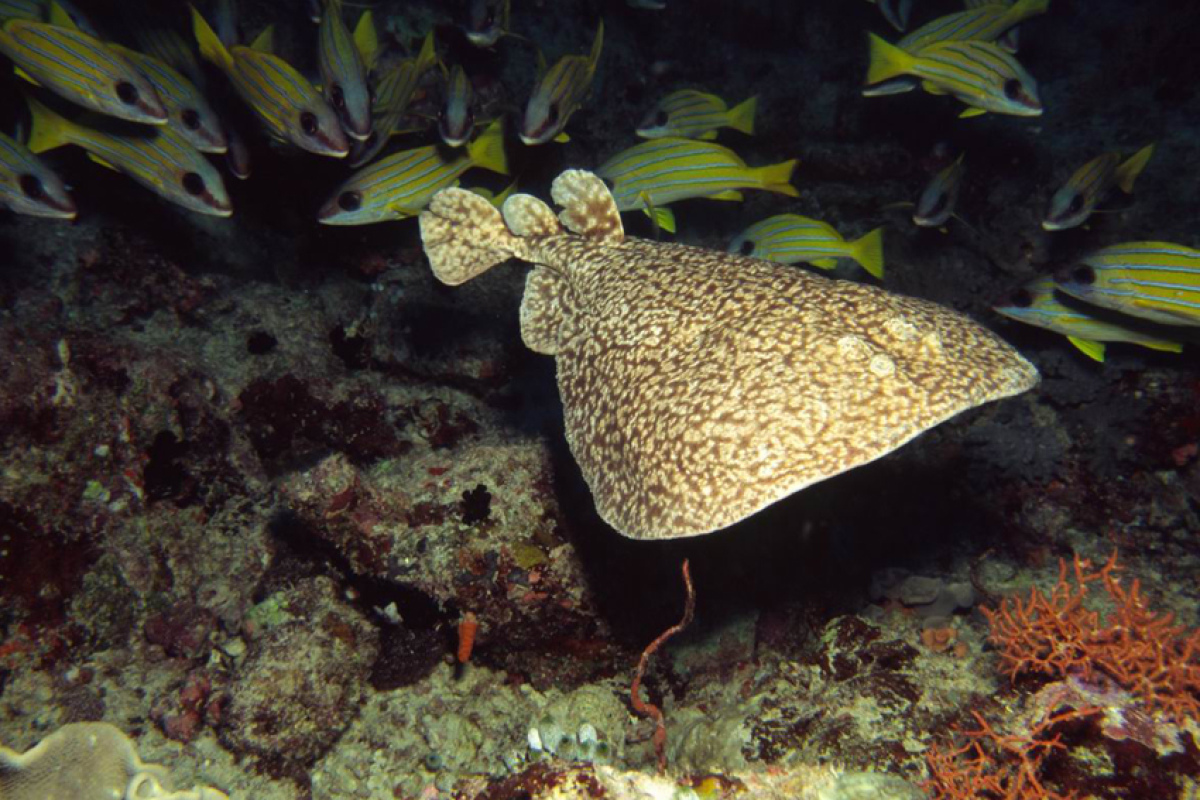 Torpedorochen (t. sinuspersici), Oman