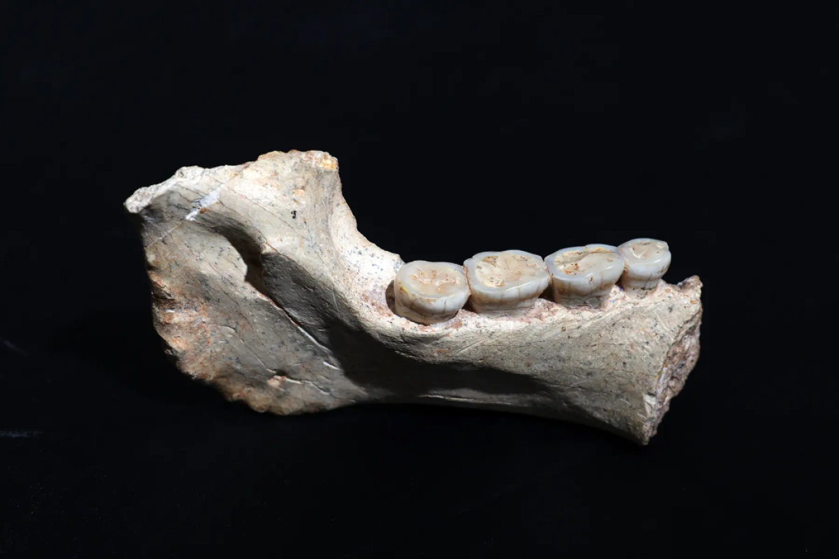 773.000 Jahre alter Unterkiefer