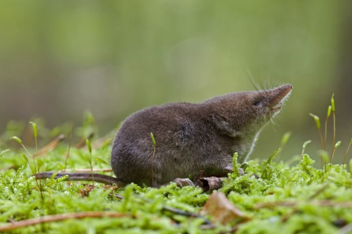 Waldspitzmaus. Der Energiebedarf der winzigen Säuger ist so hoch, dass sie bereits nach wenigen Stunden ohne Nahrung verhungern.