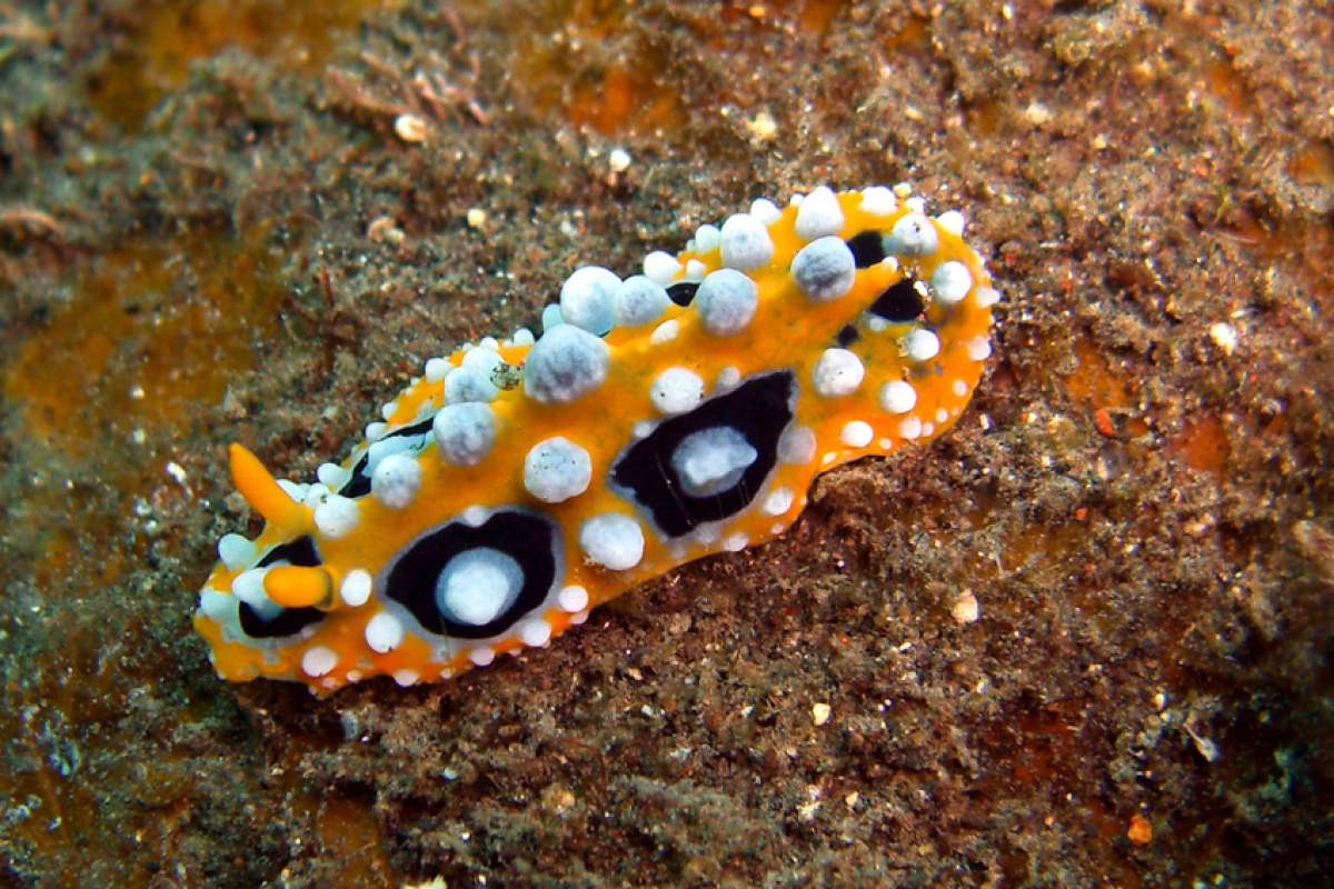Warzenschnecke von Malaysia