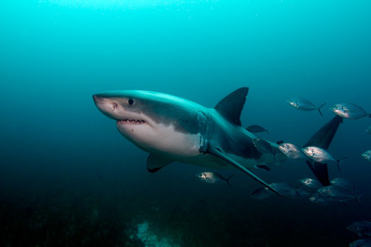 Weißer Hai, Carcharodon carcharias, Australien