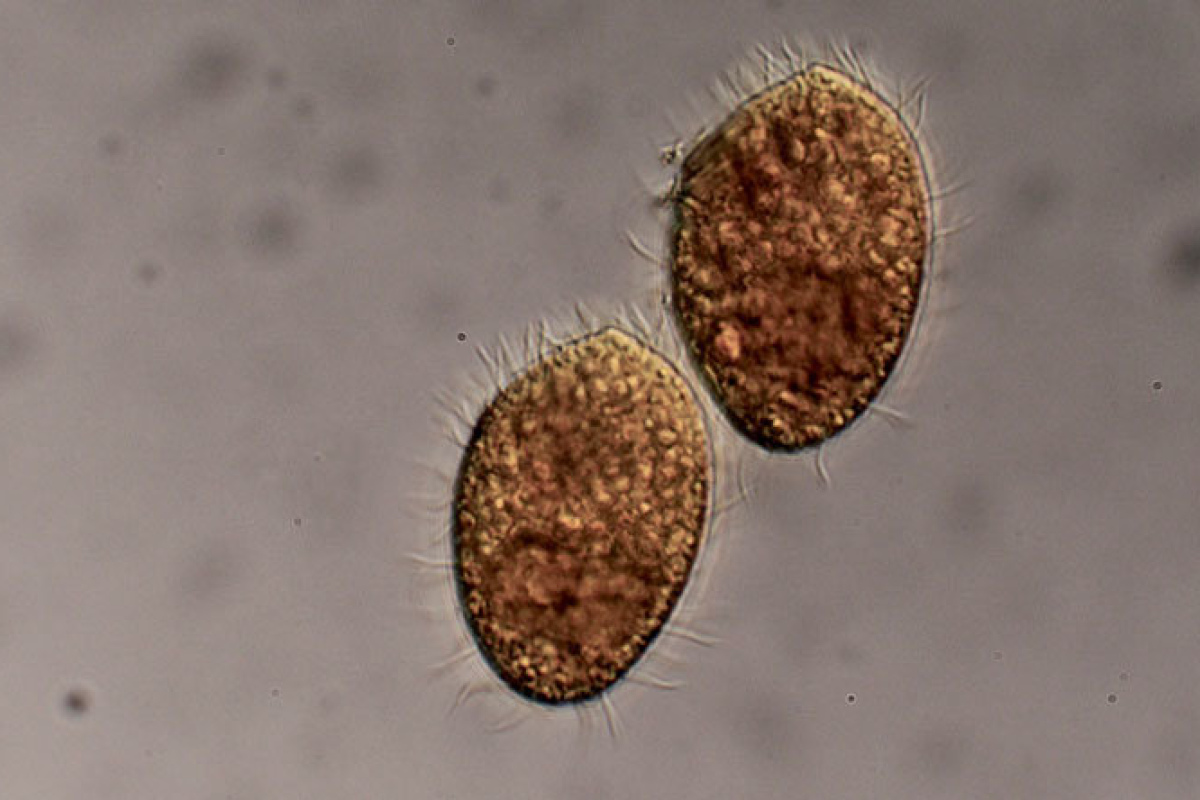 Das räuberische Wimperntierchen Tetrahymena thermophila ernährt sich von Bakterien.