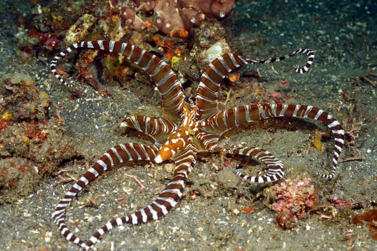 Wunderpus photogenicus, ein wiss. Name, der alles sagt