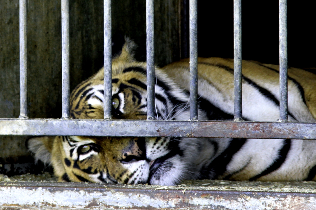 Tiger im Zirkus
