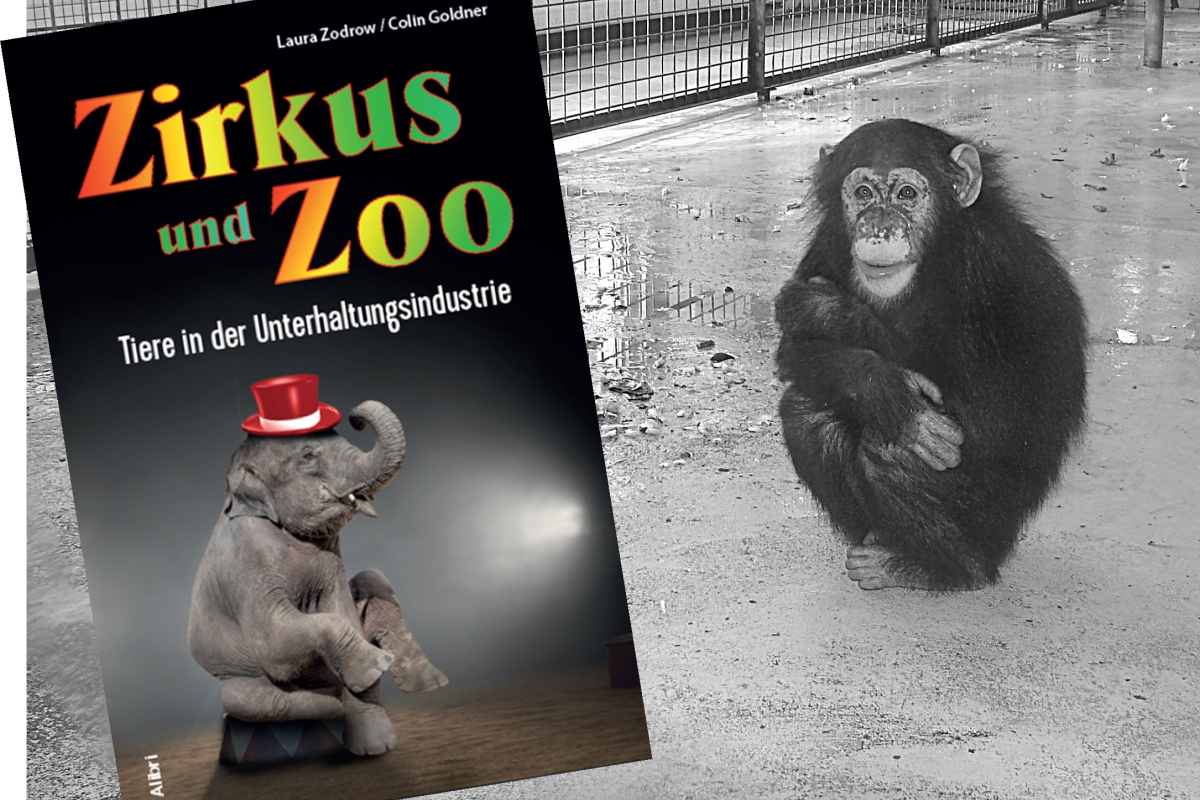 Schimpansenkind auf nacktem Beton im "Leintalzoo" bei Heilbronn