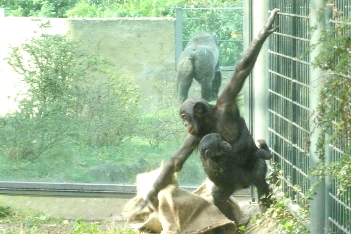 Spielende Bonobo-Kinder im Berliner Zoo.