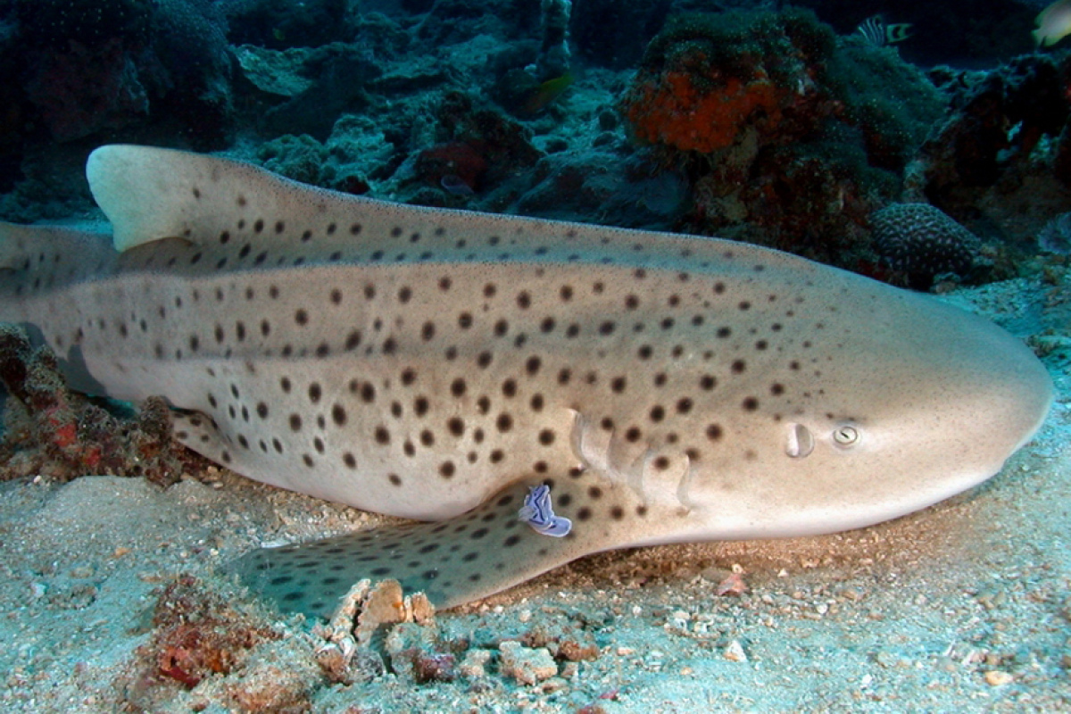 Leopardenhai mit Anhalter, S. fasciatum, Thailand