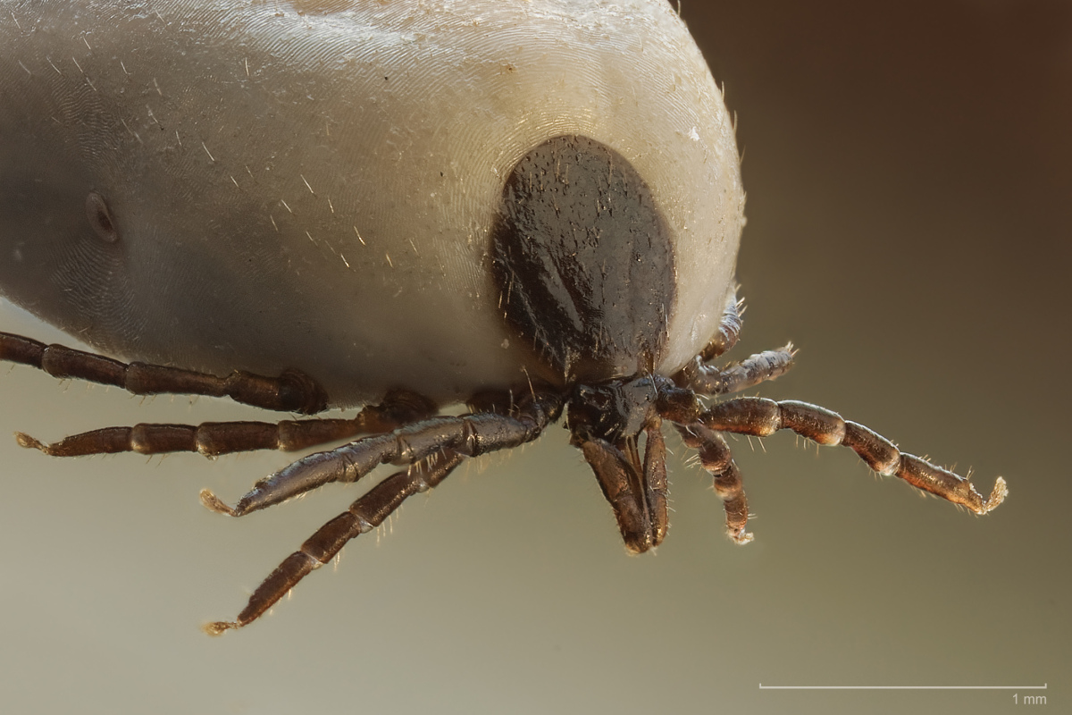 Cheliceren des Gemeinen Holzbocks (Ixodes ricinus)
