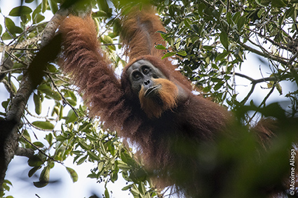 Tapanuli-Orang-Utan - Batang -Toru - Foto Maxime Aliaga - zur Verfügung gestellt durch Primatenforschungszentrum Goettingen