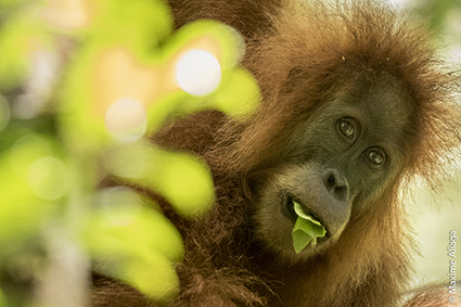 Tapanuli-Orang-Utan Batang -Toru - Foto Maxime Aliaga - Zur Verfügung gestellt durch  Primatenforschungszentrum Göttingen